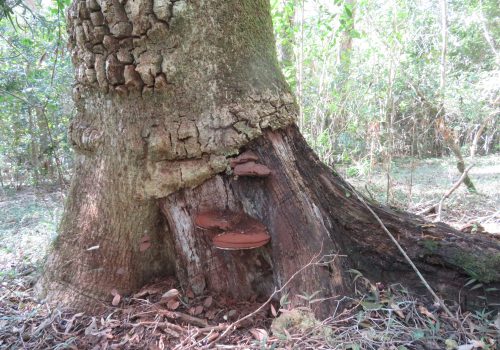 Tree mortality and the development of selection criteria for timber harvesting in the natural forests of the Garden Route, South Africa