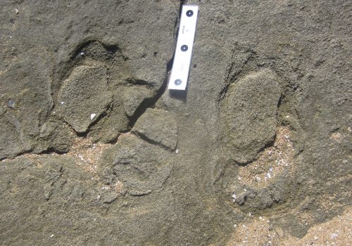 Pleistocene Elephant Tracks and Traces in National Parks on the Cape South and East Coast