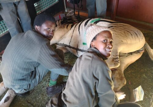 Treatment of Animals with Anthropogenic Injuries