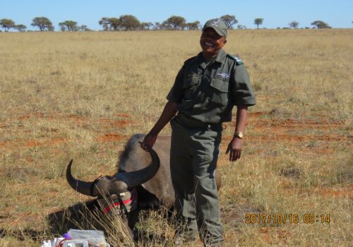 Disease Monitoring and Investigation within National Parks