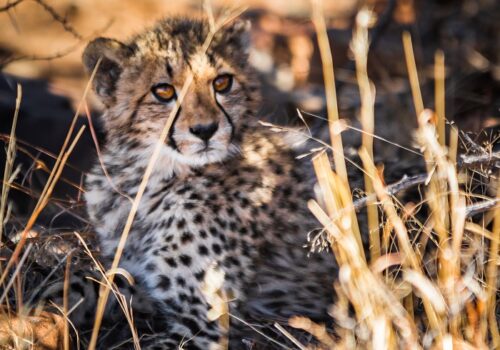 Track a Cheetah