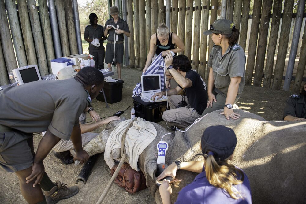 VWS conducting research to improve anaesthesia in white rhinoceros 2 (Photo P Buss)