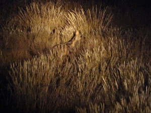 Aardwolf in Augrabies Falls National Park