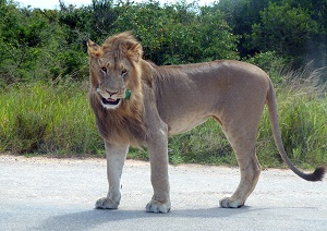 Addo lion with bottle