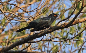 Black Cuckooshrike