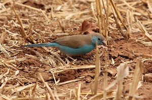Blue Waxbill