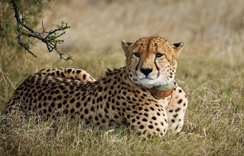 Cheetah Tracking