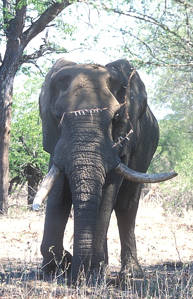Gombanyokile (Photo by Johan Marais)