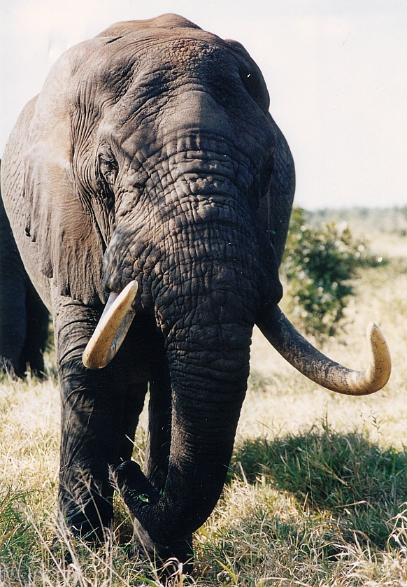 Hlamalala (Photographer unknown)