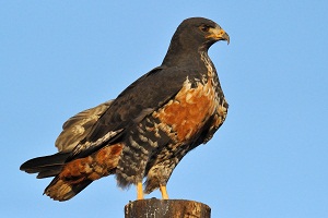 Jackal Buzzard