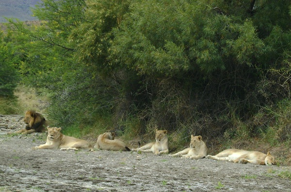 Lions in riverbed