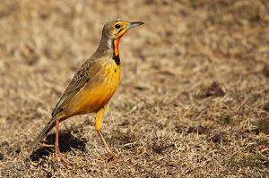 Orange-throated Longclaw