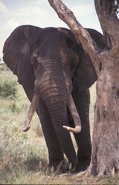 Mahudzi (Photo by Johan Marais)