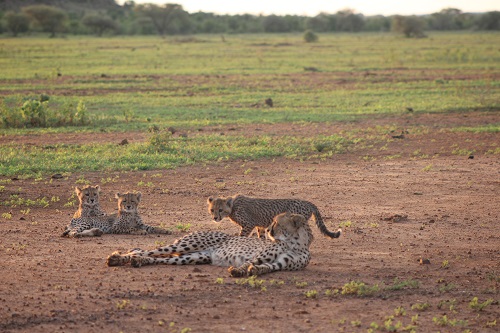 Cheetah in Mapungubwe