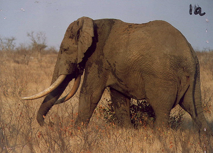 Mungana (Photo by M Roets)