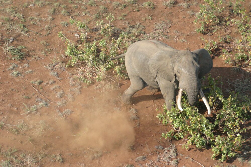 Mutlumuvi (Photo by Dr Ian Whyte)