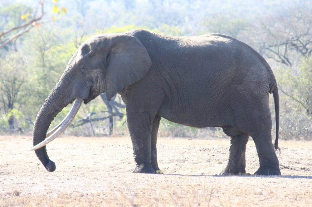 Ngwenyene (Photo by Manie Rossouw)