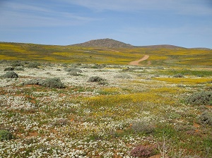 namaqua