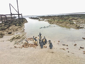 Penguins released back into the wild