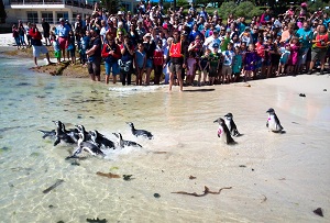 African Penguin Awareness Day
