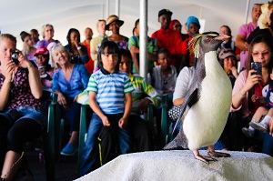 African Penguin Awareness Day