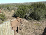 Release at Pumba National Park