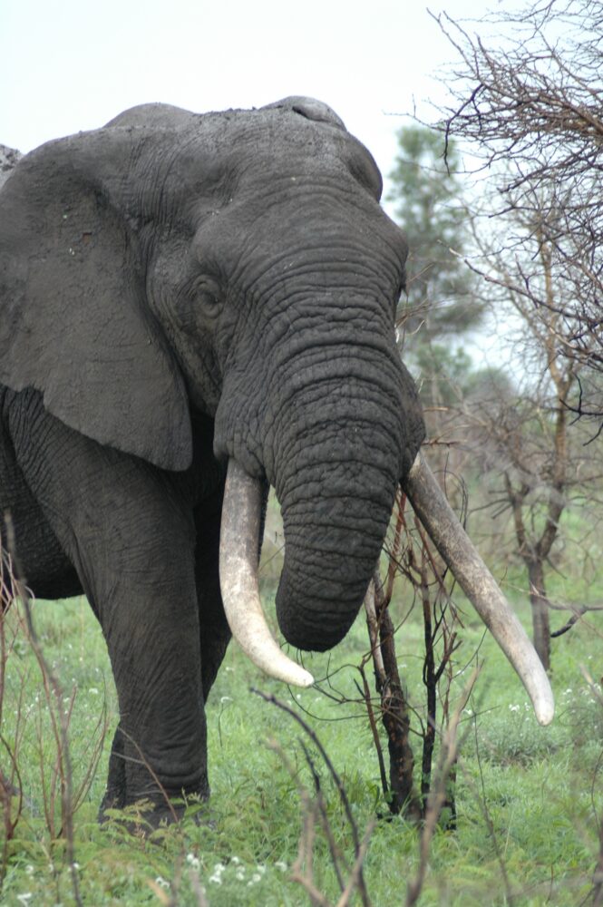 Satara (Photo by Johan Marais)