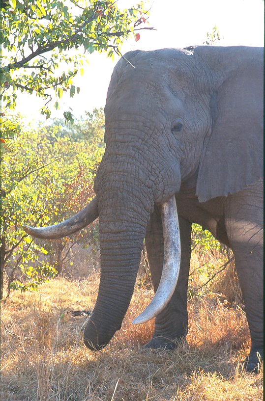 Sikele (Photographer unknown)