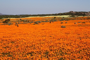 Flowers in Namaqua National Park