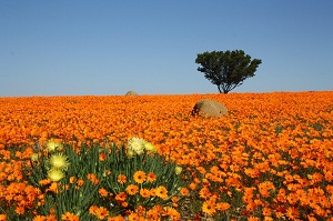 Flowers in Namaqua