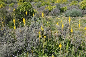 Flower season in Namaqua