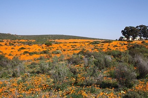 Flower season in Namaqua National Park