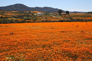Flowers in Namaqua National Park