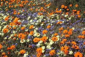 Flowers in Namaqua