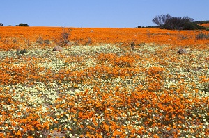 Flower season in Namaqua