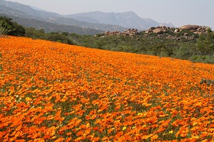 Flowers in Namaqua National Park