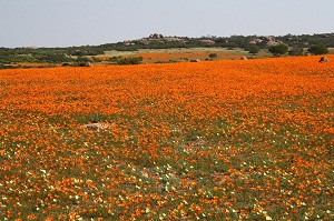 Flowers in Namaqua