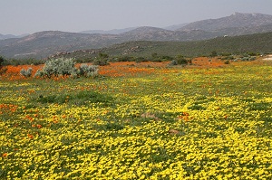 Flower season in Namaqua
