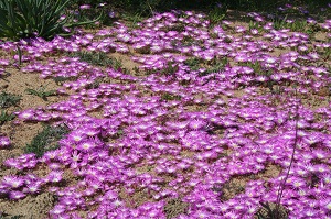 Flower season in Namaqua National Park