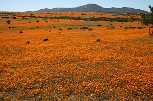 Namaqua flowers