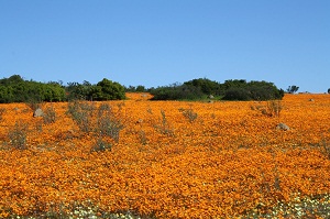 Namaqua flowers