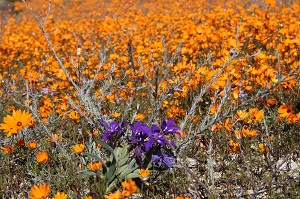 Namaqua flowers