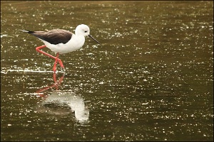 Black-winged Stilt