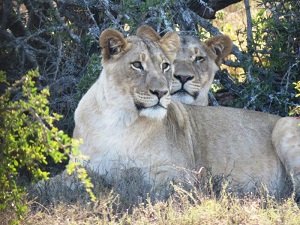Two females from Kuzuko