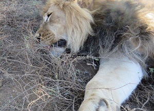 Still under sedation, just before he woke up.