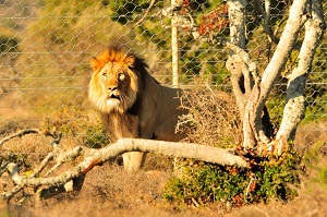 Sylvester after he awoke in the boma at Kuzuko in Addo Elephant National Park.