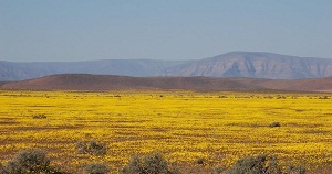 Flowers in Tankwa Karoo National Park