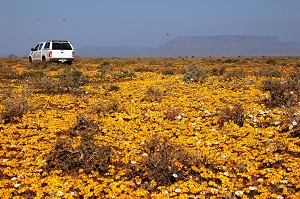 Flowers in Tankwa Karoo National Park