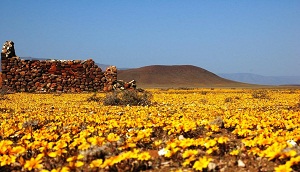 Flowers in Tankwa Karoo National Park