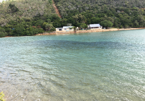 Spotted grunter spawning aggregations observed in Knysna Estuary